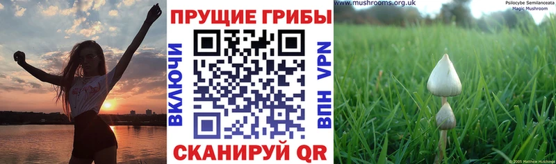 Галлюциногенные грибы MAGIC MUSHROOMS  Бежецк 